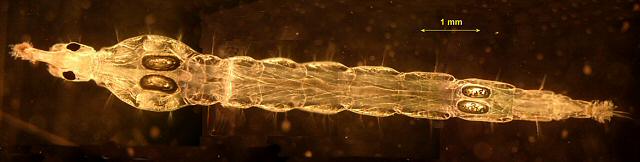 Chaoborus phantom midge larva