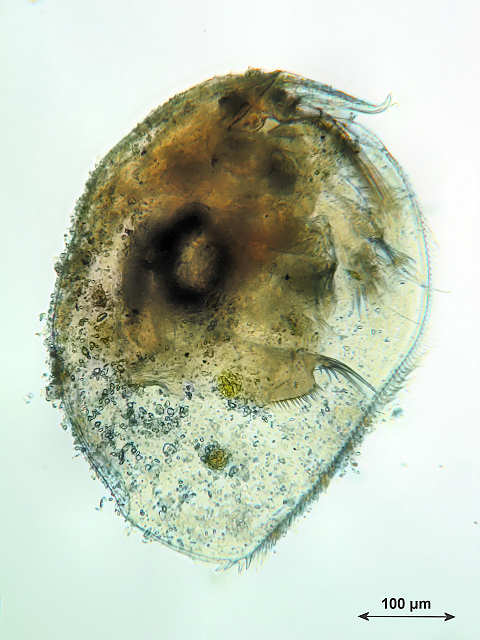 Pleuroxus uncinatus